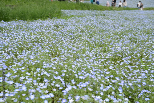 Blooming flowers in spring in Japan