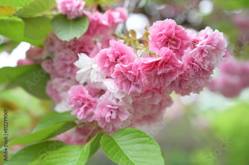 Blooming flowers in spring in Japan
