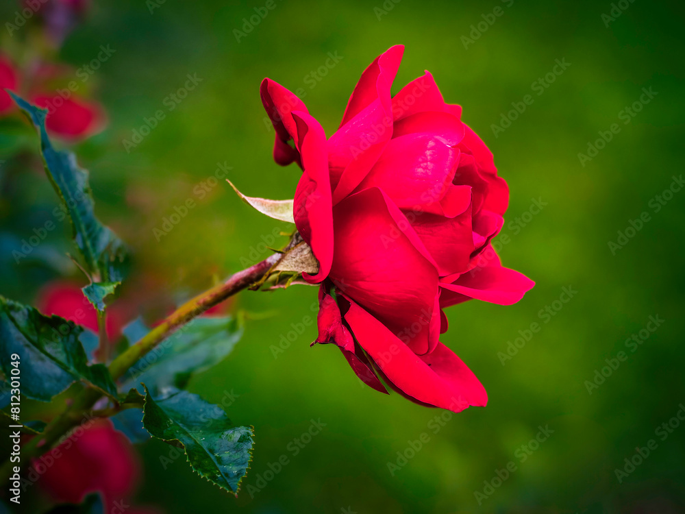 a beautiful red rose blooming  in the summer in the country garden,