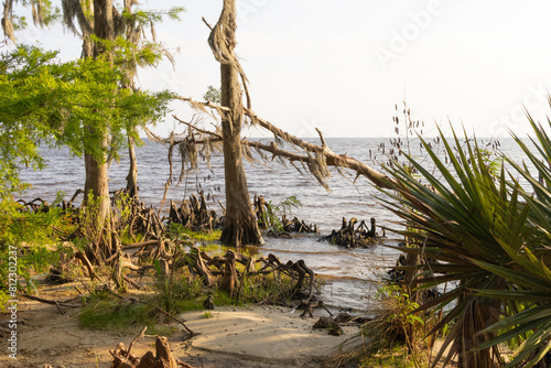 A scenic view of Lake Pontchartrain from Fontainebleau State Park in Louisiana.