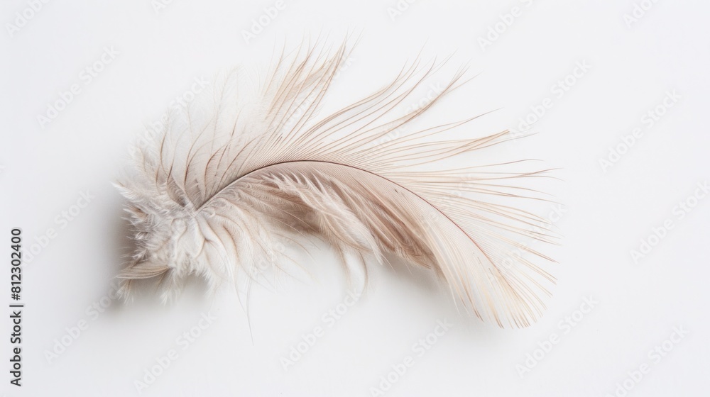 bird feather on white background bird feather on white background