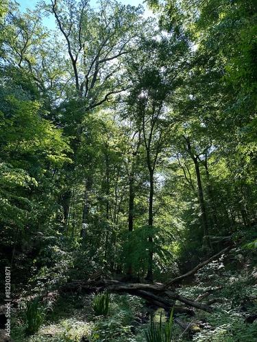 forest park with green trees