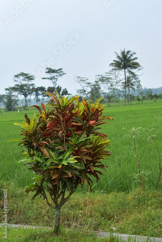 The croton plant (Codiaeum variegatum) or the tropical ornamental plant Petra croton