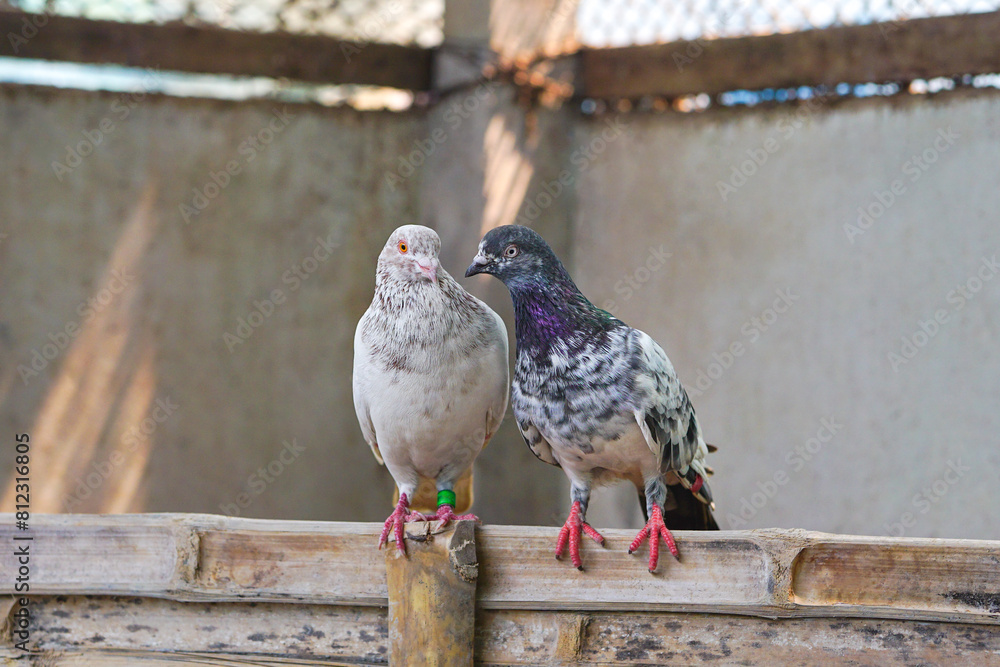 Fototapeta premium Pigeon Couple In Love (Pigeon Pairing)