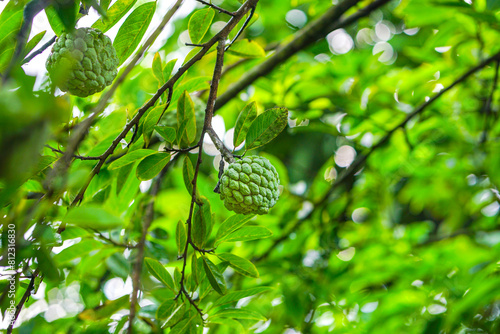 Sugar-apple or Custard apple hanging on a beautiful leafy background  photo