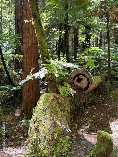 A corner in Redwoods Treewalk ,Rotorua photo