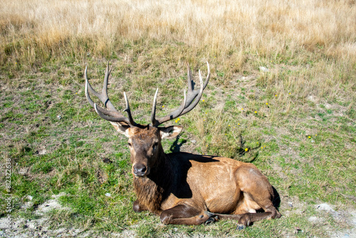 Red Stag in Deer Park Heights - Queenstown - New Zealand