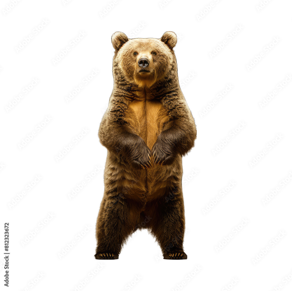 Obraz premium Close-up portrait of a brown bear cub isolated on white background