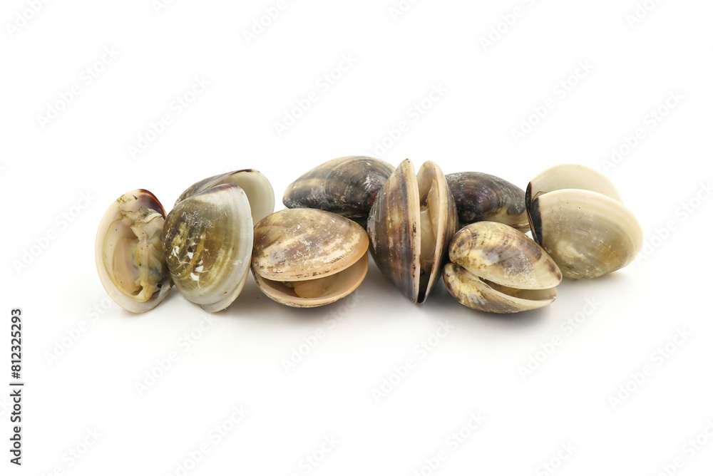 Closed up fresh baby clams, venus shell, shellfish, carpet clams, short necked clams, as raw food from the sea are the seafood ingredients. fresh clams isolated on white background. Closed up fresh baby clams, venus shell, shellfish, carpet clams, short necked clams, as raw food from the sea are the seafood ingredients. fresh clams isolated on white background.