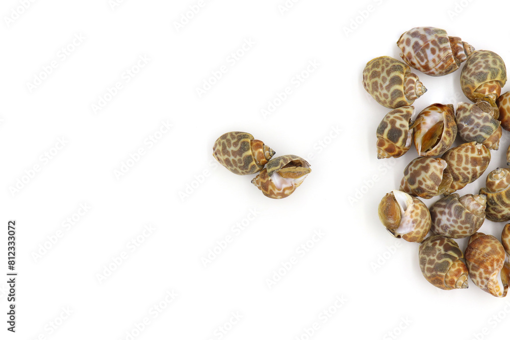 Roasted Sweet shellfish isolated on white background. Fresh seafood. Roasted Sweet shellfish isolated on white background. Fresh seafood.