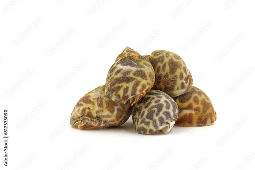 Fresh cockles on a white background. Natural seafood. Fresh cockles on a white background. Natural seafood.