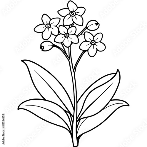 Forget Me Not flower outline coloring book page line art drawing vector illustration for children and adults