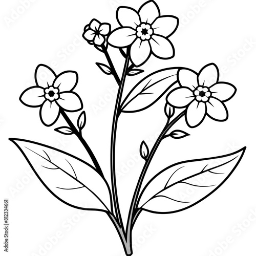 Forget Me Not flower outline coloring book page line art drawing vector illustration for children and adults