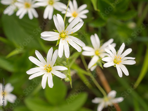 white chickweed close up