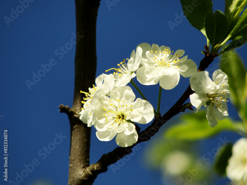 A beautifully blossoming fruit tree. Branch with white flowers in nature at spring time against a background of blue sky.