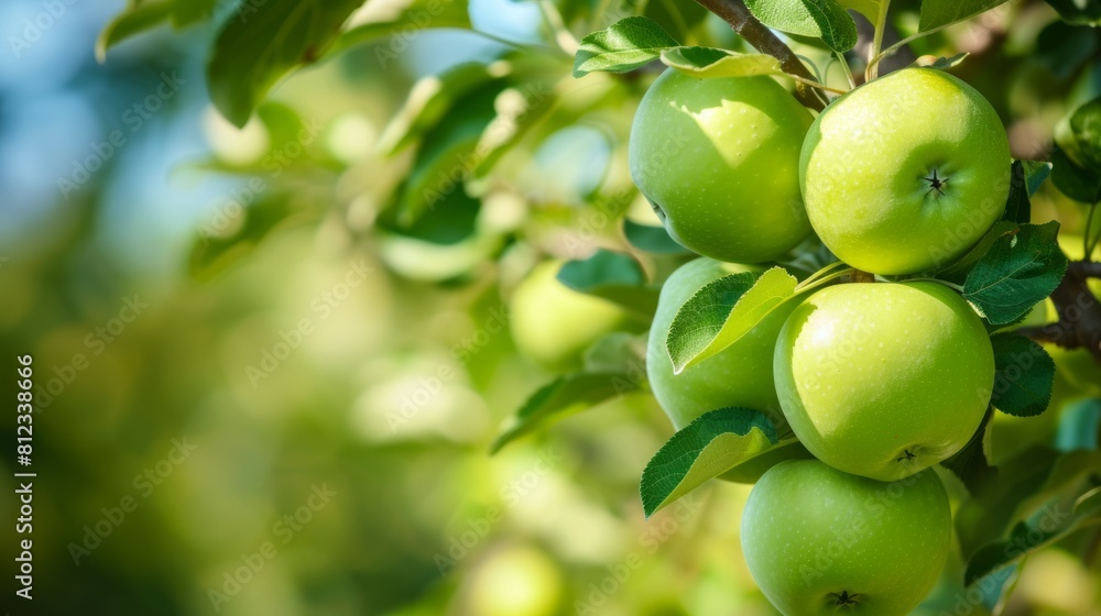 Stunning Apples Displayed 