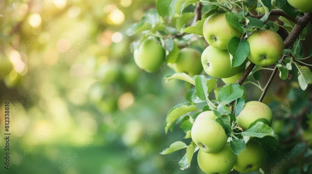 Stunning Apples Displayed Stunning Apples Displayed