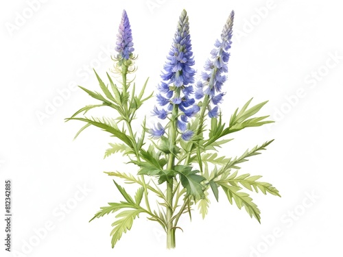 Bugloss Flower Watercolor Plant Nature Art photo