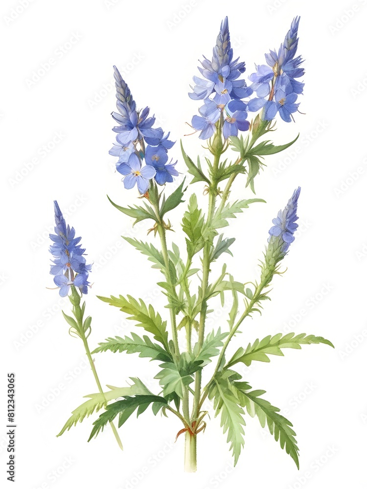 Naklejka premium Bugloss Flower Watercolor Plant Nature Art