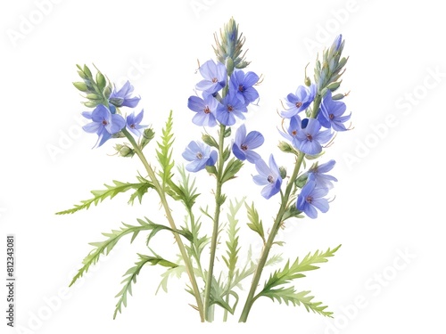 Bugloss Flower Watercolor Plant Nature Art