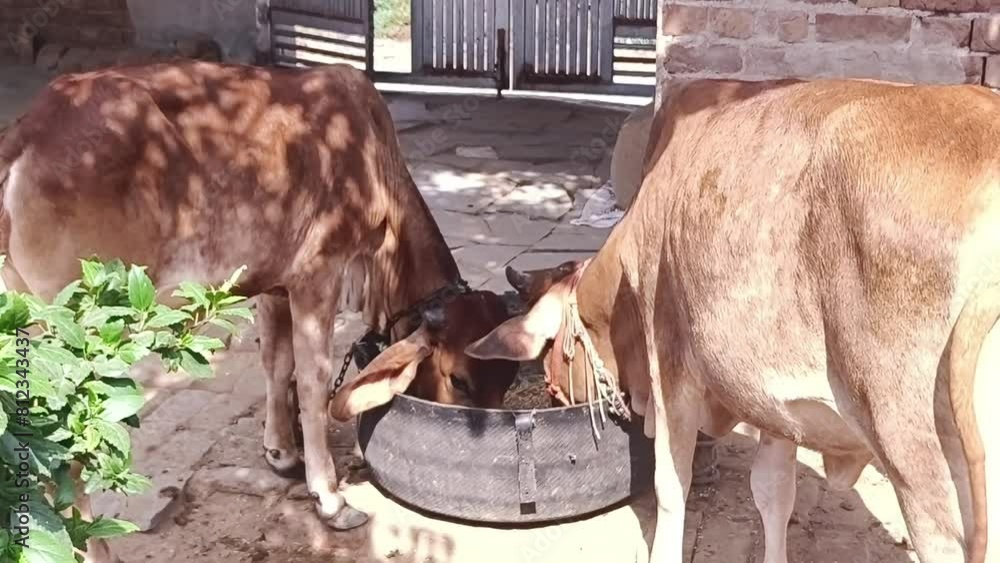 Fodder For Cattle In India Two sahiwal and gyr cattles eating fodder together from the same pot ...