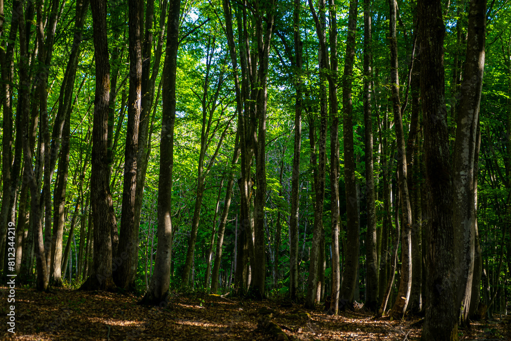 Obraz premium ブナの美人林
