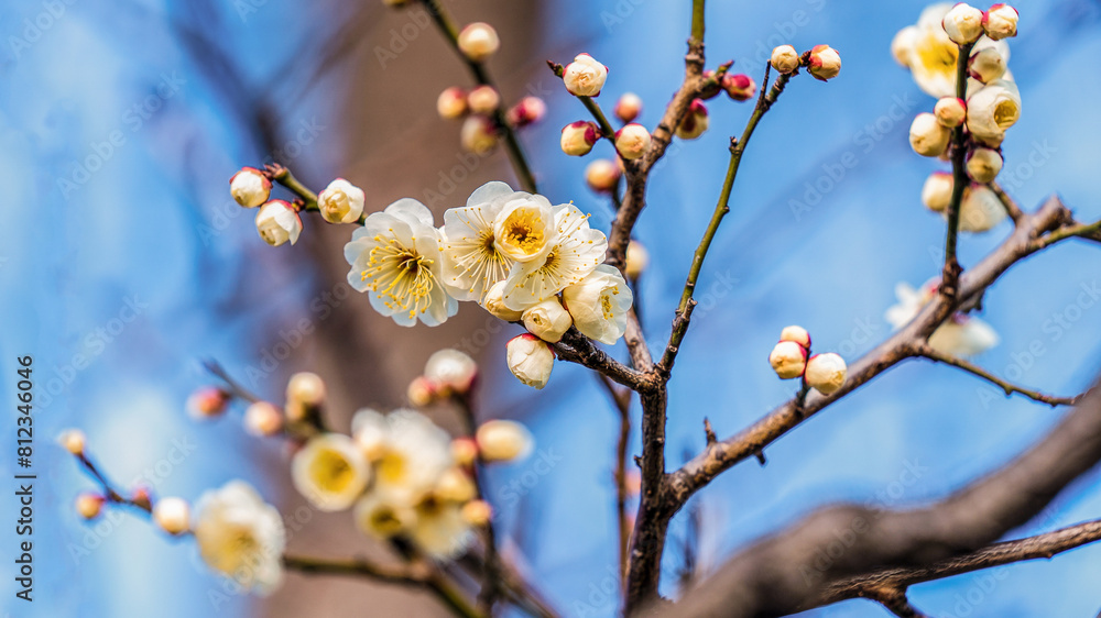 Plum blossoms outside Osaka, Japan Plum blossoms outside Osaka, Japan