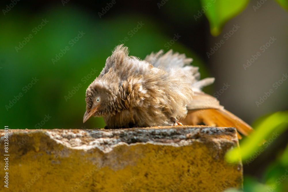 Fototapeta premium Yellow billed babbler