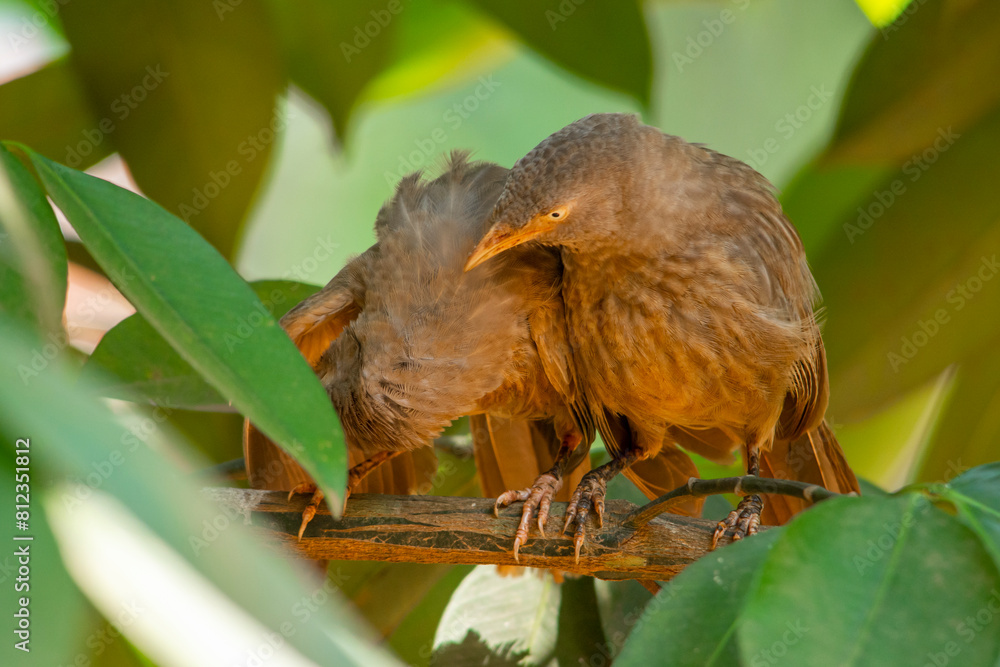 Yellow billed babbler Yellow billed babbler