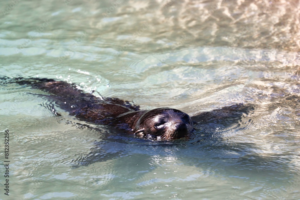 Fototapeta premium New Zealand