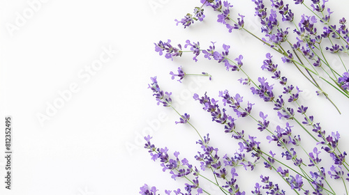 Lavender on white  background top view.