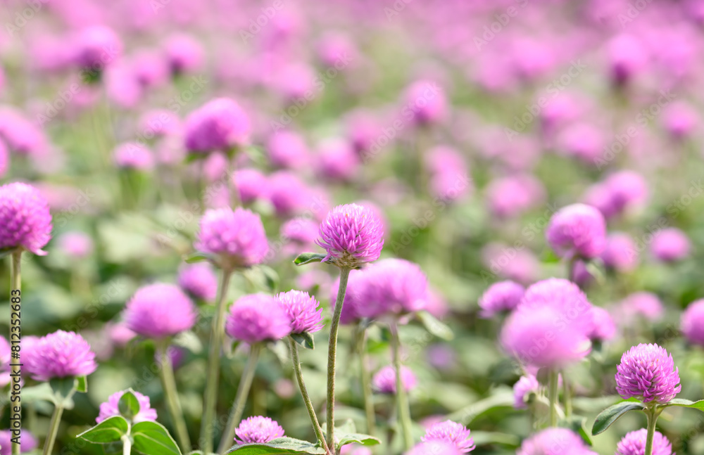 Pink Globe Amaranth flowers (Gomphrena globosa) blooming in garden, Summer season,Tropical flower background Pink Globe Amaranth flowers (Gomphrena globosa) blooming in garden, Summer season,Tropical flower background