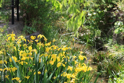 Yellow flowers that feel spring,Yellow Iris photo