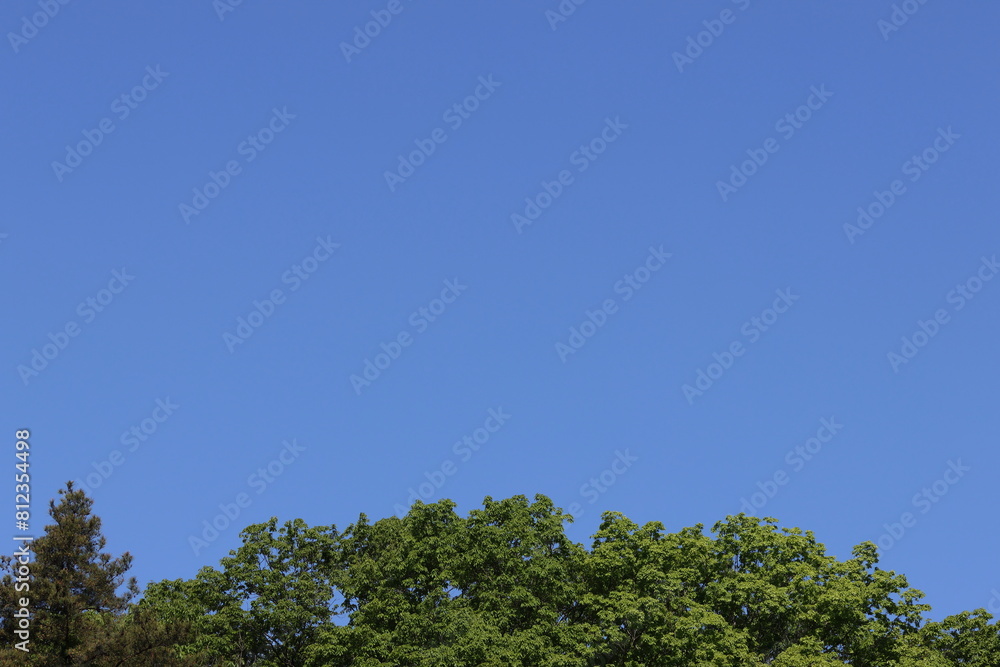 Young leaves and beautiful blue sky in May Young leaves and beautiful blue sky in May