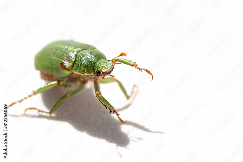 green bug isolated on white green bug isolated on white