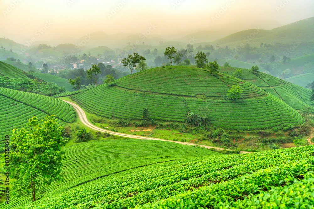 custom made wallpaper toronto digitalTea plantation with morning mist at Long Coc mountain, Phu Tho province, green tea farm at sunrise in Vietnam.