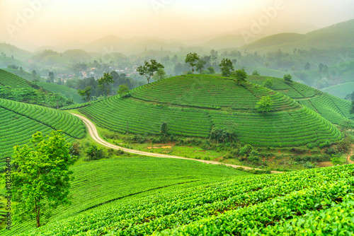 Tea plantation with morning mist at Long Coc mountain, Phu Tho province, green tea farm at sunrise in Vietnam. photo