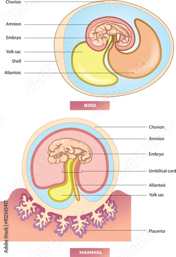 Embryo_Membranes_comparison