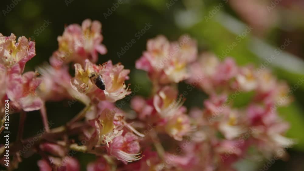 slow motion small bee flies around cherry tree blossom slow motion small bee flies around cherry tree blossom