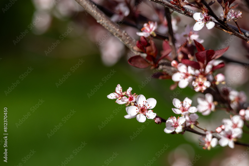 Full frame macro abstract texture background of flower blossoms on a purple leaf sand cherry bush (prunus cistena)
Full frame macro abstract texture background of flower blossoms on a purple leaf sand cherry bush (prunus cistena)