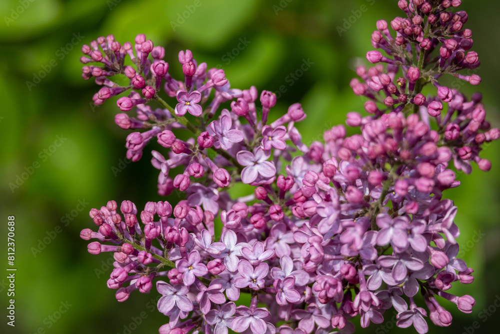 Full frame macro abstract texture background of flower buds and blossoms emerging on a Persian lilac bush (syringa persica) Full frame macro abstract texture background of flower buds and blossoms emerging on a Persian lilac bush (syringa persica)