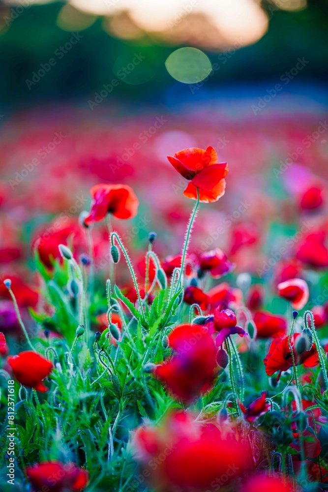 Fototapeta premium 赤に染まるポピー