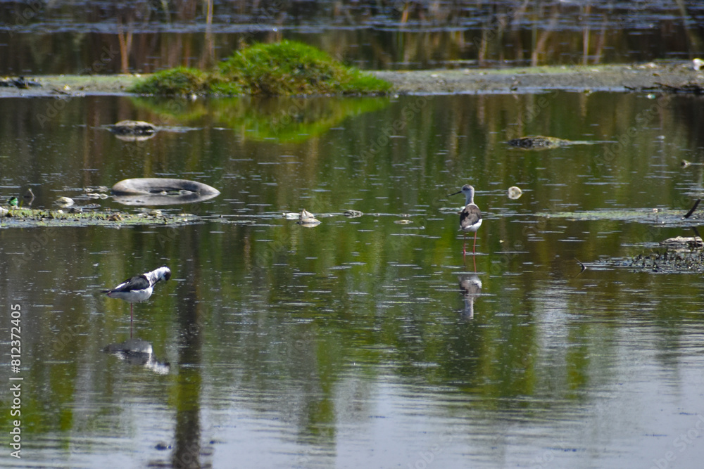 ducks in the lake ducks in the lake
