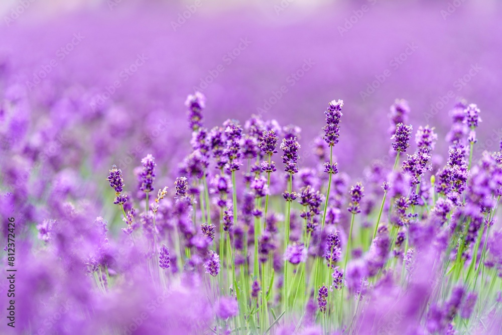 Obraz premium ラベンダー畑が素敵