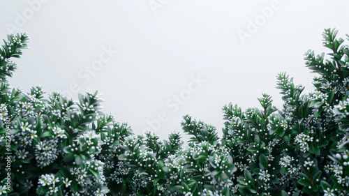 A row of evergreen trees covered in snow