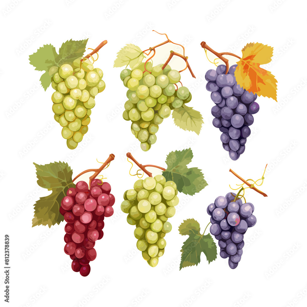 a drawing of grapes with a leaf on it