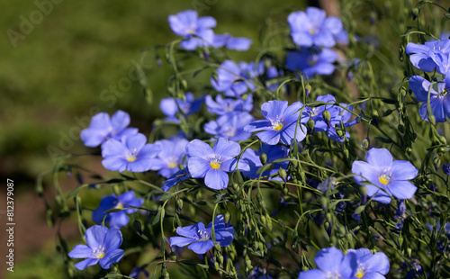 Bright delicate blue flower of ornamental flower of flax shoot against complex background. Flowers of decorative flax. Agricultural field of flax technical culture in stage of active flowering. linen