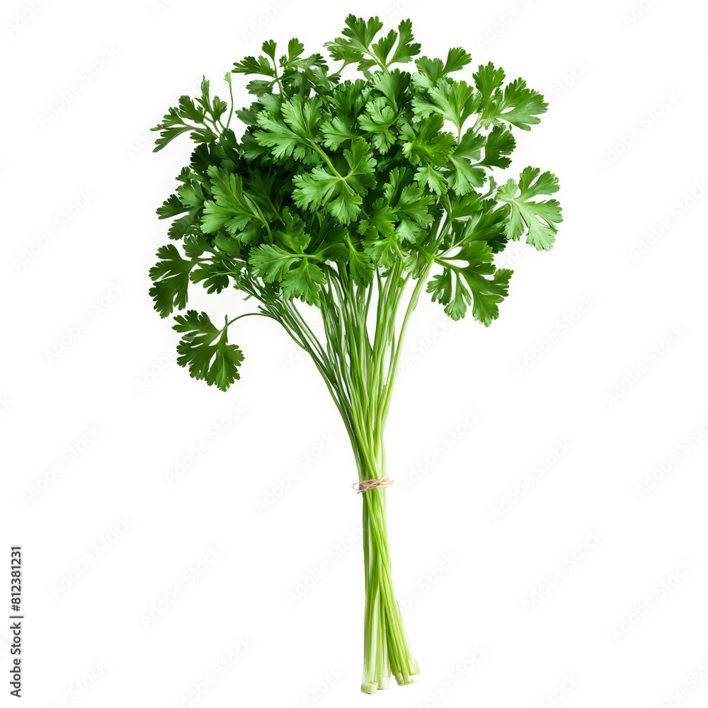 Parsley with curly leaves and stems in scattered dynamic arrangement Food and culinary concept Parsley with curly leaves and stems in scattered dynamic arrangement Food and culinary concept