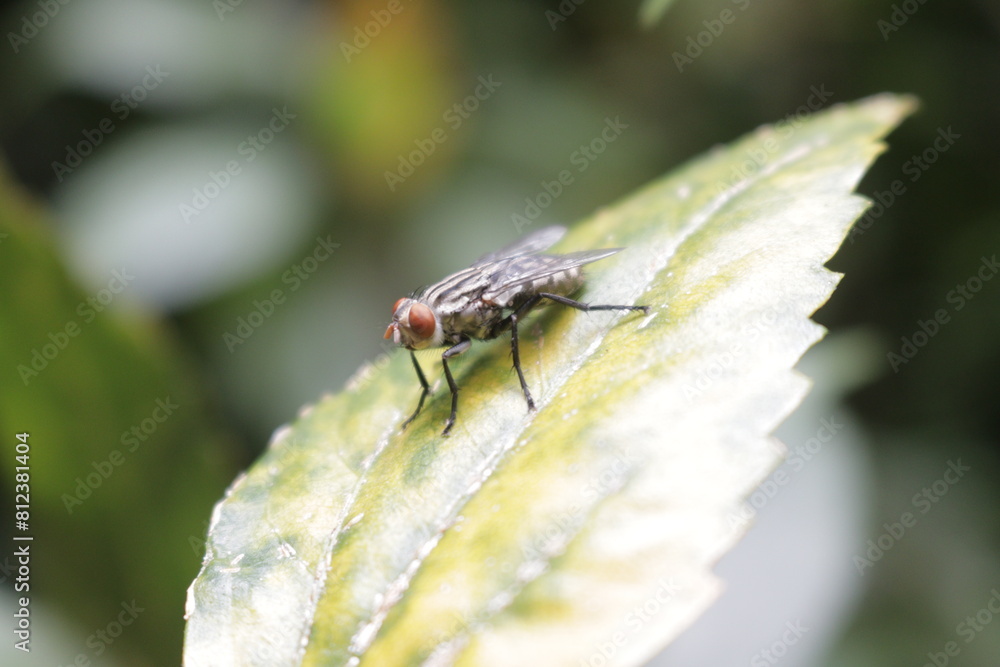 Fototapeta premium fly on leaf