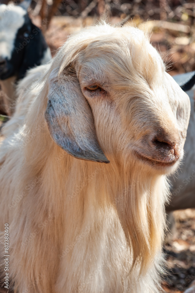 Fototapeta premium single african boer goat in the kraal at sunset